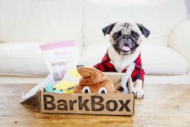 barkbox-pug-new.jpg
